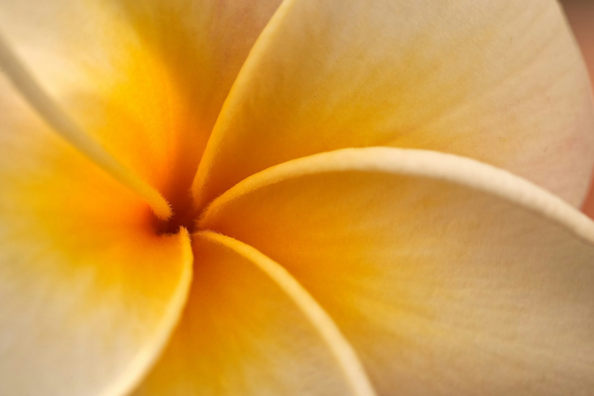 Plumeria – Blume Hawaiis